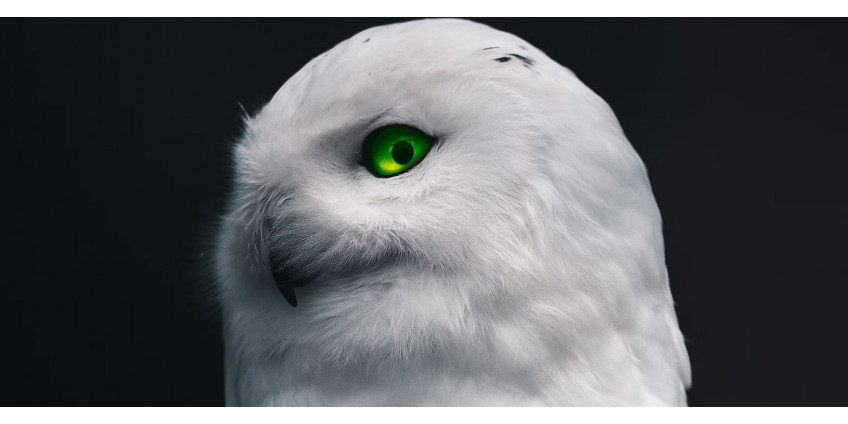 Animals you can hunt at night